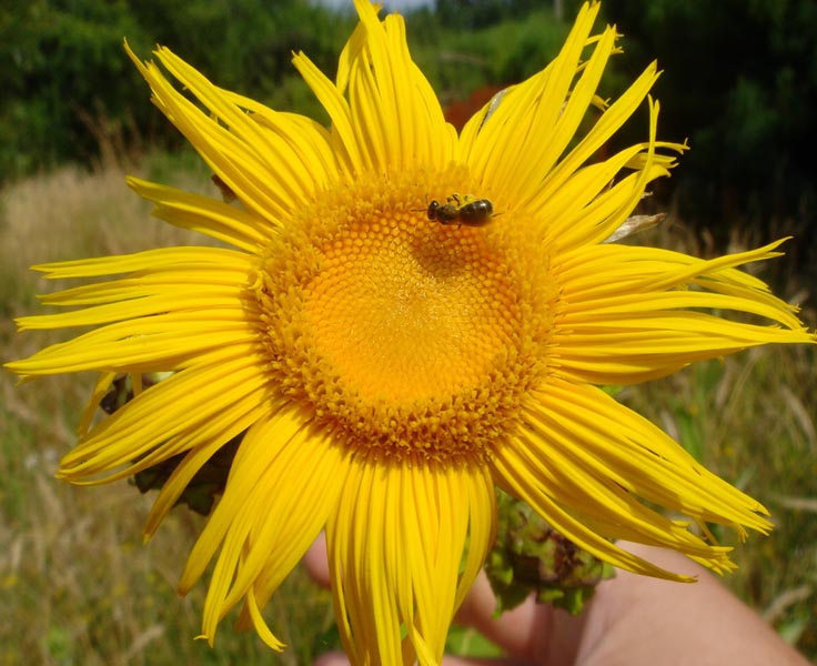 Inula magnifica en fleurs dans une prairie humide du Caucase